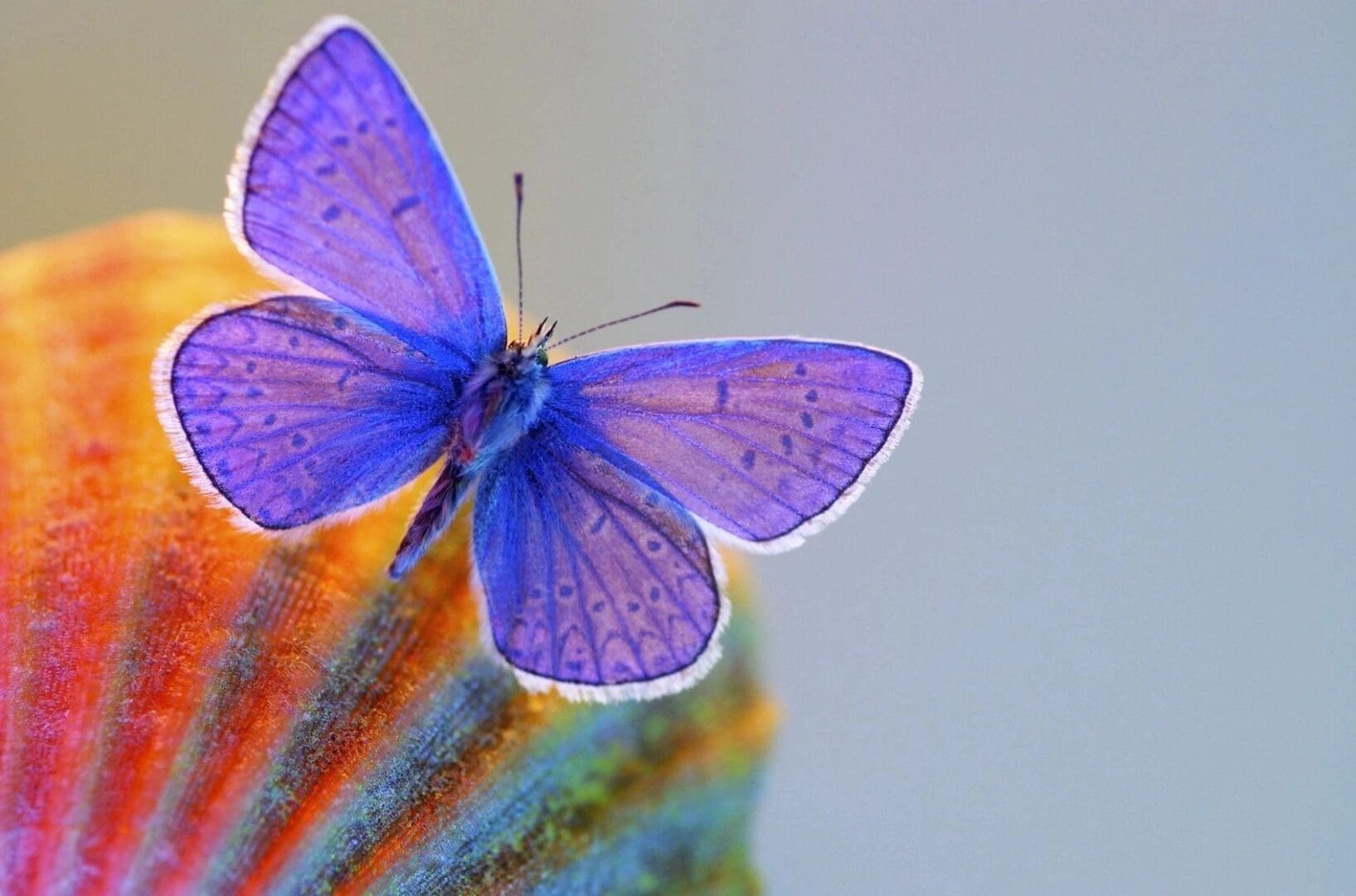 A butterfly sitting on top of a colorful plant.